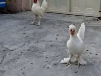 Chickens — الصورة 4