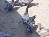 Ducks — Foto 3