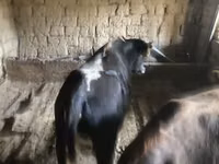 公牛, Russian Black pied cattle — 照片 5