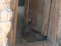 Chickens — Foto 2