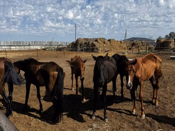 Toychoq, Thoroughbred horse — Qozogʻiston