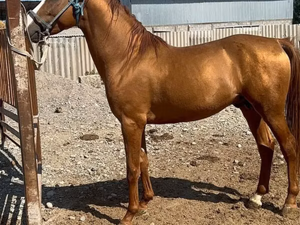 Hengst, Russian Don