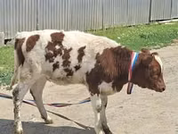 Kuh, Latvian Blue cattle — Foto 1