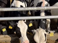 Kuh, Russian Black pied cattle — Foto 6