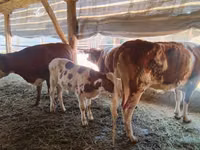 Toro, Simmental cattle — foto 4