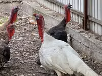 Turkeys — Foto 1