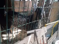 Cabra, Nubian Goat — foto 3
