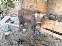 ثور, الماشية — الصورة 2