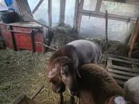 Widder, Arashan sheep — Foto 7