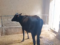 Sigir, Qoramol — 1-rasm