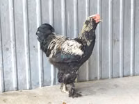 Brahma — Foto 1