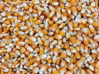 Кукуруза 🌽 курук таза. буудай таза курук адрес кара балта толка — 2-rasm