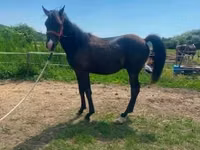 Hengst, Hucul pony — Foto 5