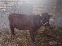 公牛, Cattle — 照片 1