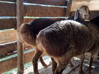 Widder, Hissar sheep — Foto 8