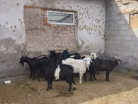 Ziege, Alpine goat — Foto 3