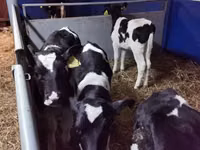 Bulle, Russian Black pied cattle — Foto 1
