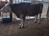 بقرة, Latvian Blue cattle — الصورة 5
