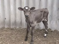 Toro, Swiss cattle — foto 1