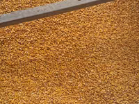 Porumb cu livrare acasă 4,40 lei/kg — 照片 2