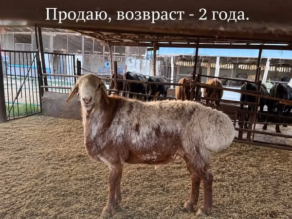 Carnero, Rhon sheep — Kirguistán