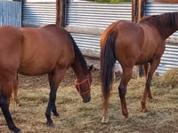 فرس, Thoroughbred horse — الصورة 6