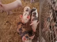 Schweine (Partie, Geschlecht nicht angegeben), Schweine — Foto 1