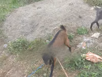 山羊（批次，未指定性别）, Goats — 照片 4