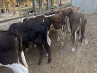 Toro, Swiss cattle — foto 8