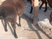 كبش, الأغنام — الصورة 2
