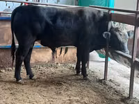 公牛, Aberdeen-Angus — 照片 1