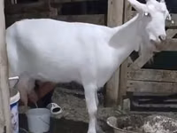 母山羊, Saanen goat — 照片 2