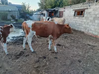 母牛, Simmental cattle — 照片 3