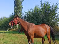 فرس, Thoroughbred horse — الصورة 3