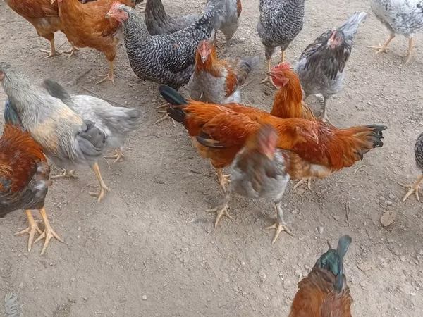 Chickens — Kirgisistan