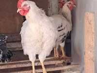 Adler Silver — Foto 2