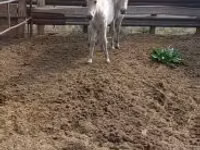 घोड़ी, lcelandic horse — फ़ोटो 1