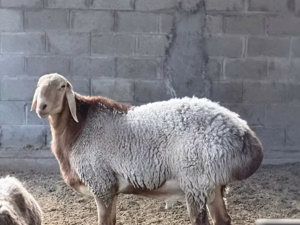 Widder, Arashan sheep
