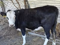 गाय, कजाख़स्तानी सफेद सिर वाली गाय — फ़ोटो 1