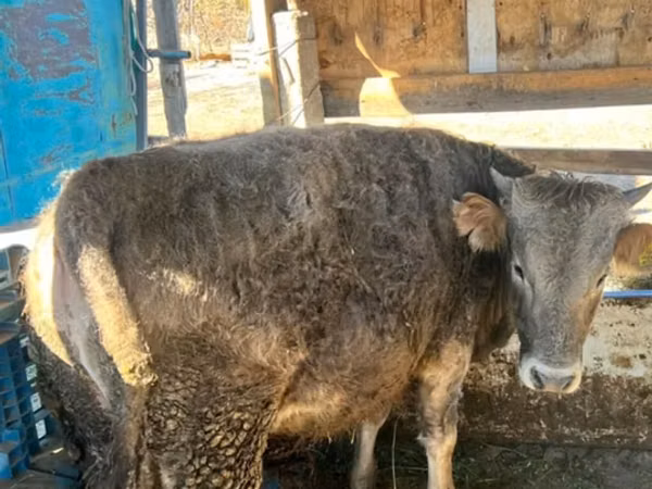सांड, Swiss cattle — किर्गिज़स्तान