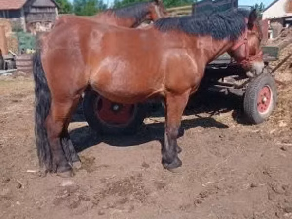Caballo, Caballos