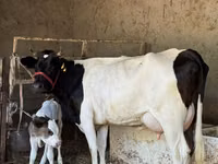 Kuh, Russian Black pied cattle — Foto 1