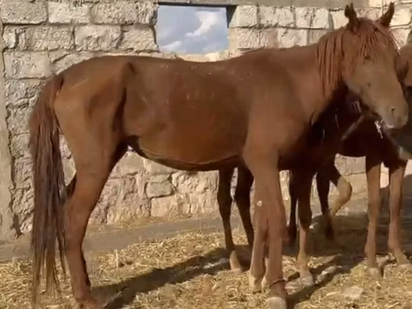 فرس, Kazakh horse — كازاخستان
