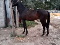 Hengst, Thoroughbred horse — Foto 4