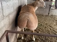 Widder, Afghan Arabi sheep — Foto 3