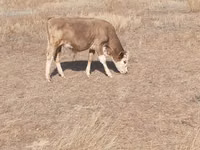 Kuh, Swiss cattle — Foto 3