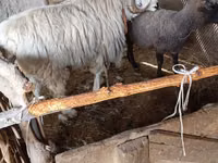 كبش, الأغنام — الصورة 3