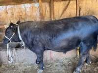 ثور, Simmental cattle — الصورة 4
