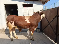 Toro, Simmental cattle — foto 1
