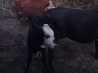 गाय, Latvian Blue cattle — फ़ोटो 2
